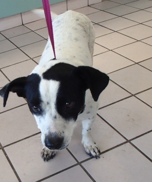 Ida Mae, an adoptable Terrier in Honolulu, HI, 96826 | Photo Image 1