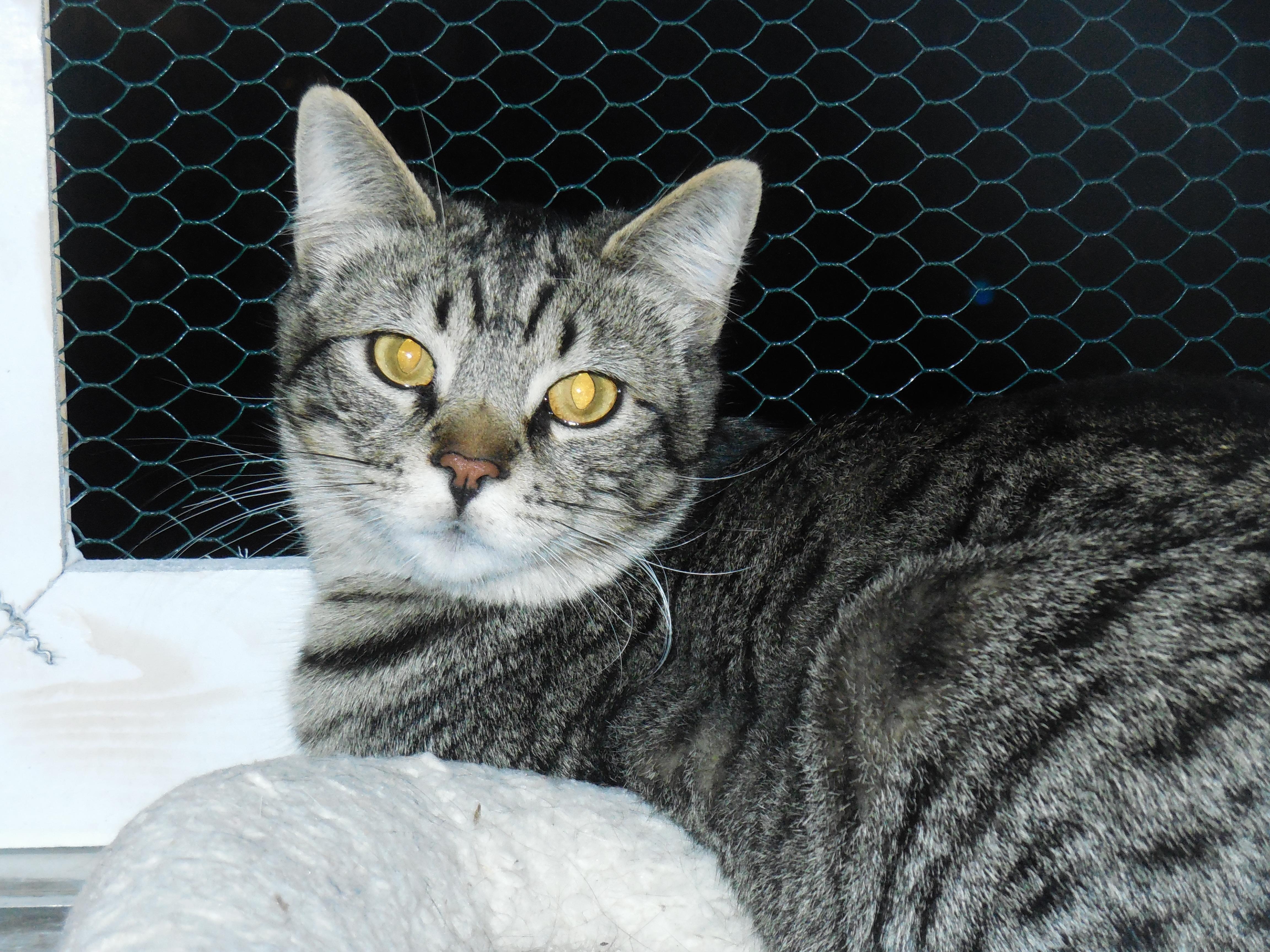 Benjie, an adoptable Domestic Short Hair in Whiting, IN, 46394 | Photo Image 1