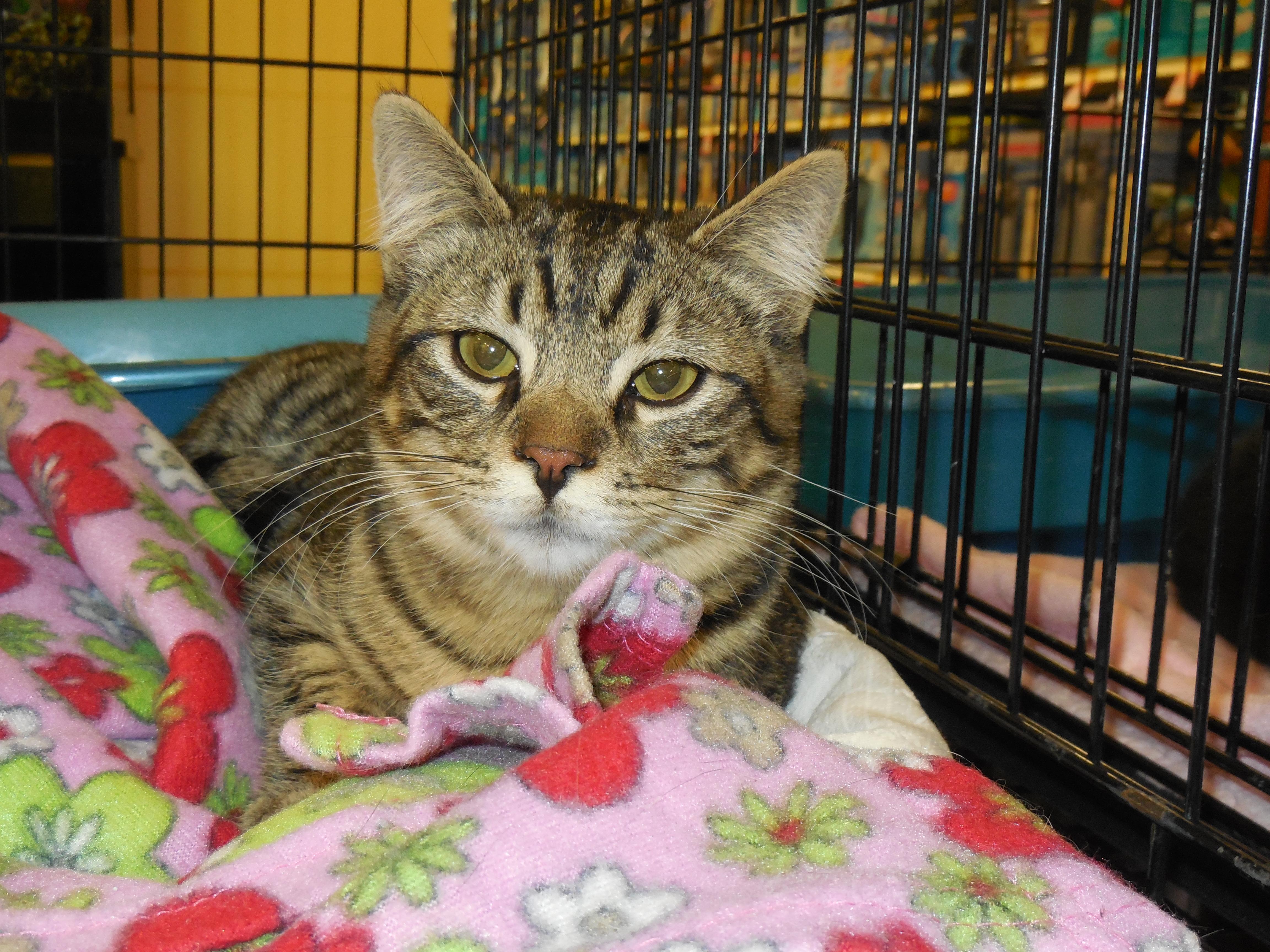 Benjie, an adoptable Domestic Short Hair in Whiting, IN, 46394 | Photo Image 3