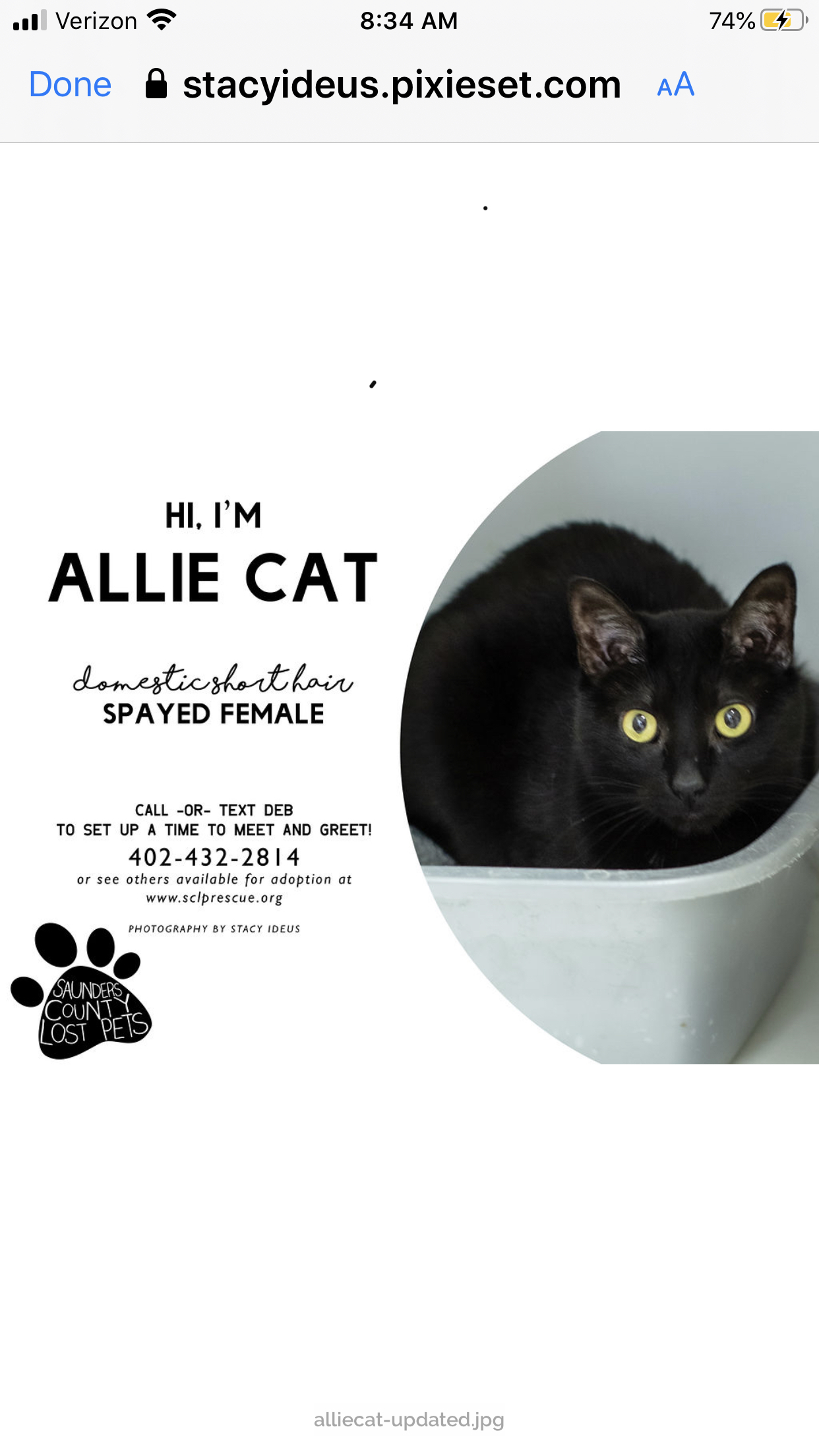Allie Cat