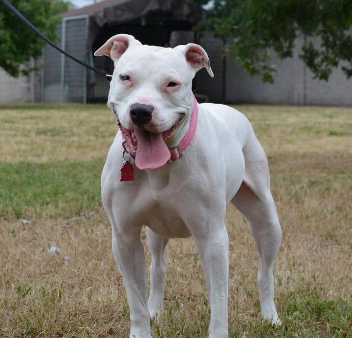 Cha Cha, an adopted Pit Bull Terrier in Sacramento, CA_image-2