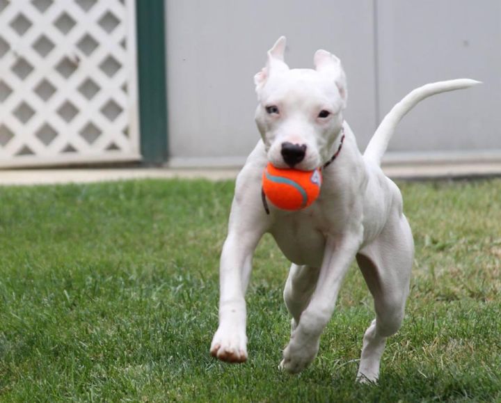 Cha Cha, an adopted Pit Bull Terrier in Sacramento, CA_image-1