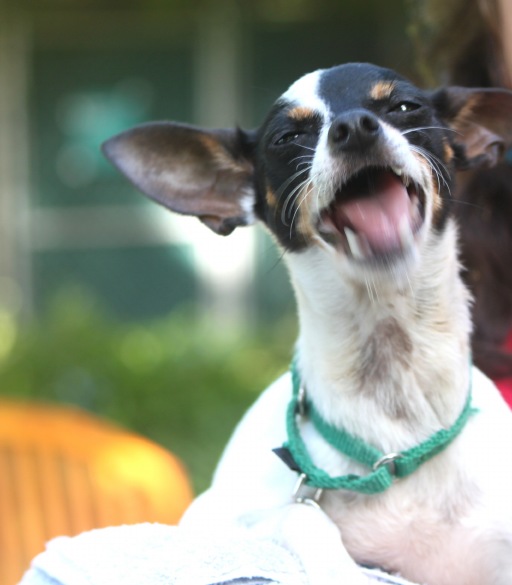 Dutchess, an adoptable Chihuahua in Honolulu, HI, 96826 | Photo Image 1