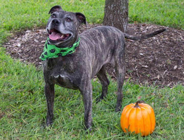Jack Daniels, an adopted American Staffordshire Terrier Mix in Houston, TX_image-2