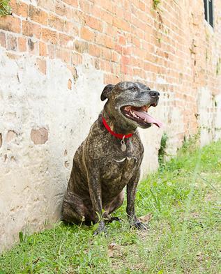 Jack Daniels, an adopted American Staffordshire Terrier Mix in Houston, TX_image-3