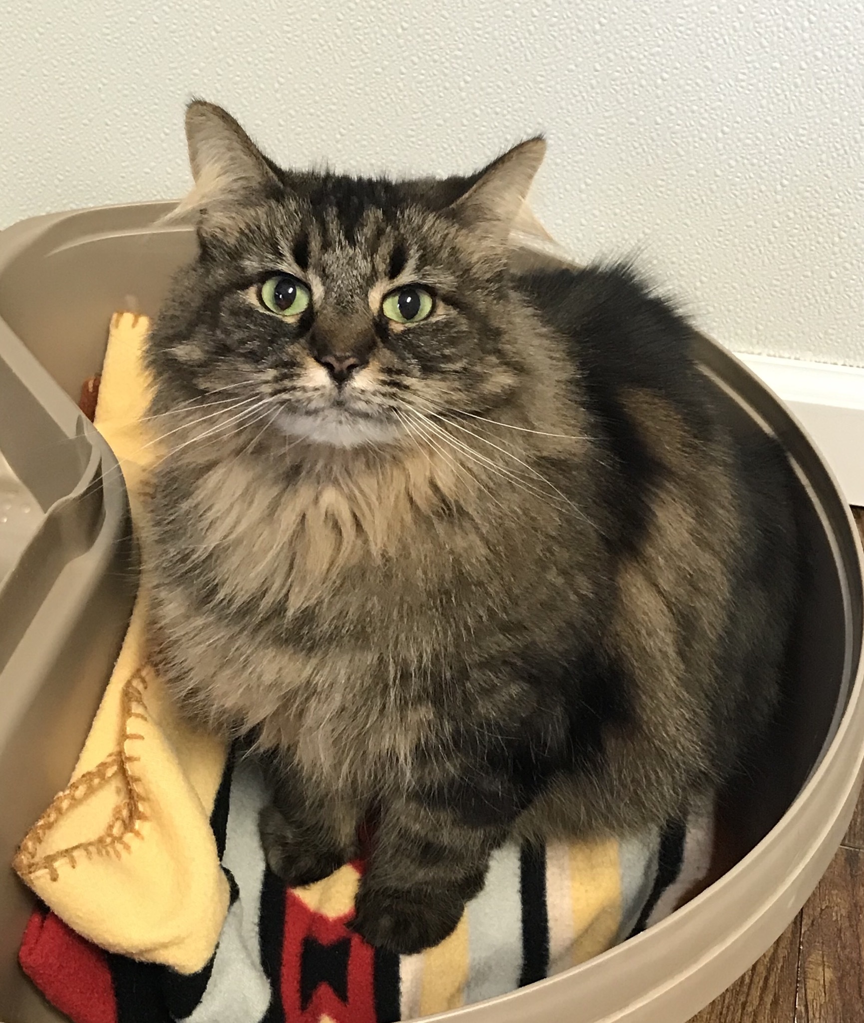 Lana/Rosie, an adoptable Domestic Medium Hair in Greensburg, PA, 15601 | Photo Image 1