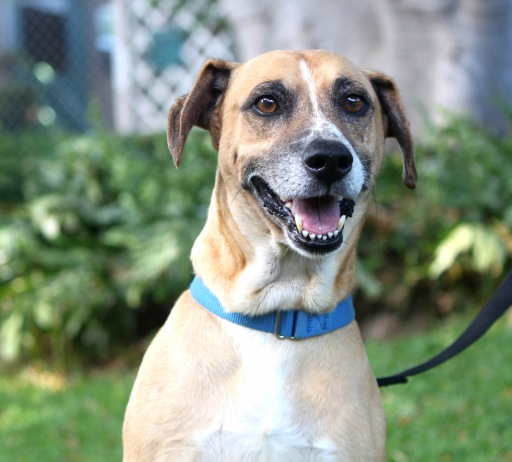 Frankie, an adoptable Labrador Retriever in Honolulu, HI, 96826 | Photo Image 1