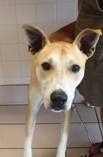 Mikey, an adoptable Rhodesian Ridgeback in Honolulu, HI, 96826 | Photo Image 1