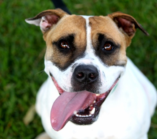 Malie, an adoptable American Bulldog in Honolulu, HI, 96826 | Photo Image 1