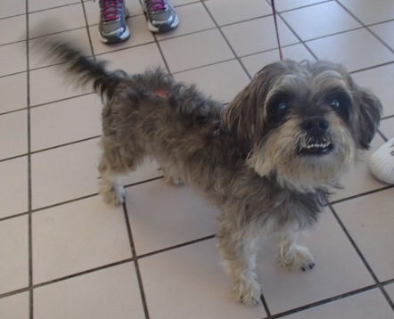 733737, an adoptable Terrier in Honolulu, HI, 96826 | Photo Image 1