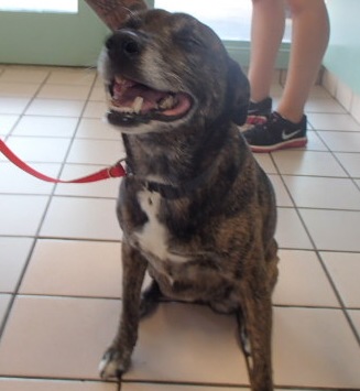 Beauty, an adoptable Terrier, Greyhound in Honolulu, HI, 96826 | Photo Image 1