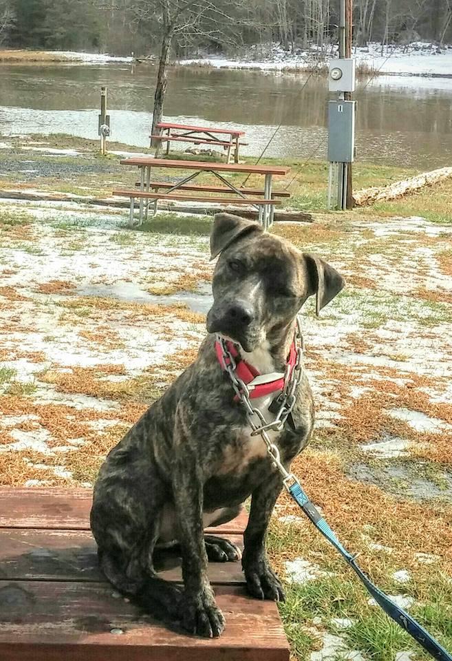 Zeb, an adoptable Pit Bull Terrier, Labrador Retriever in Raleigh, NC, 27616 | Photo Image 3