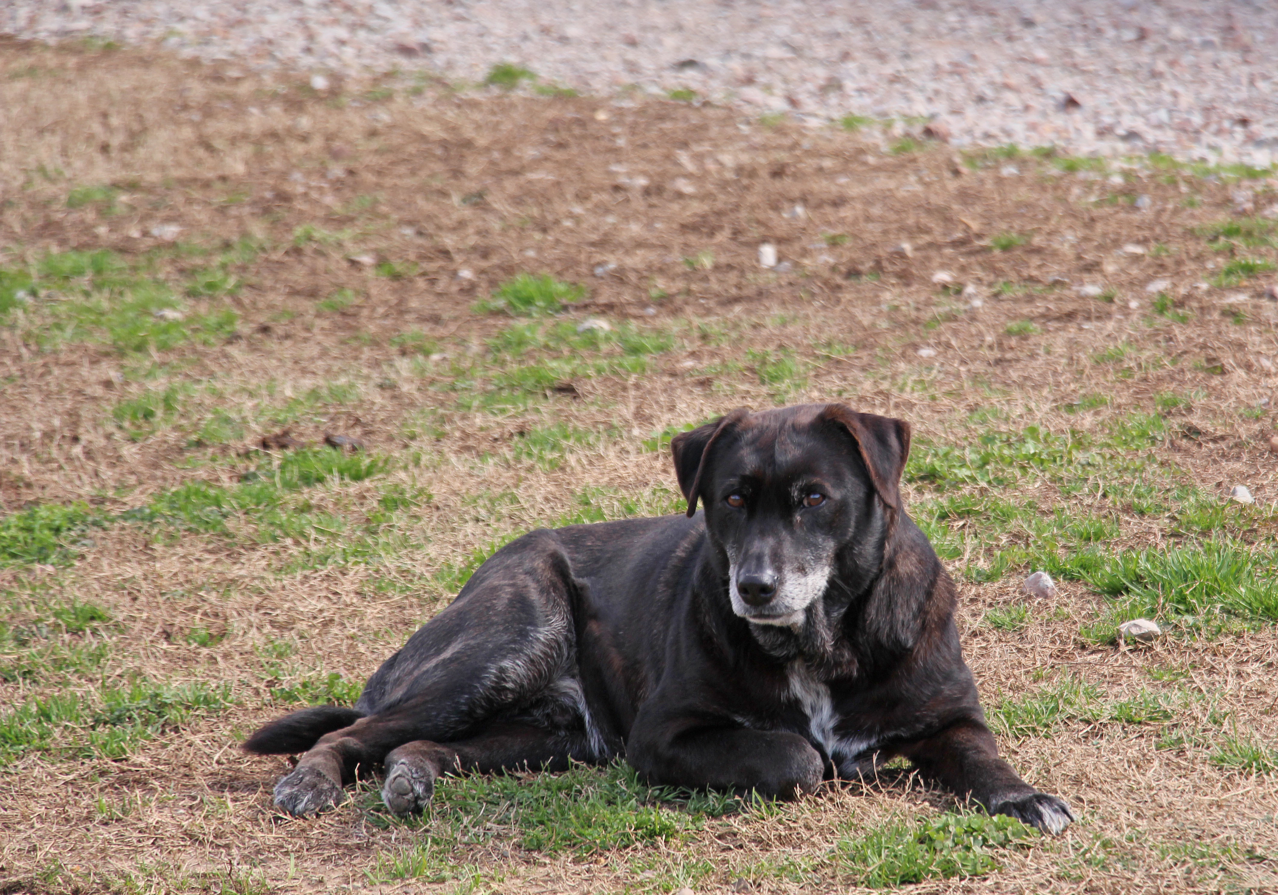 Amos, an adoptable Labrador Retriever, Terrier in Savannah, TN, 38372 | Photo Image 2