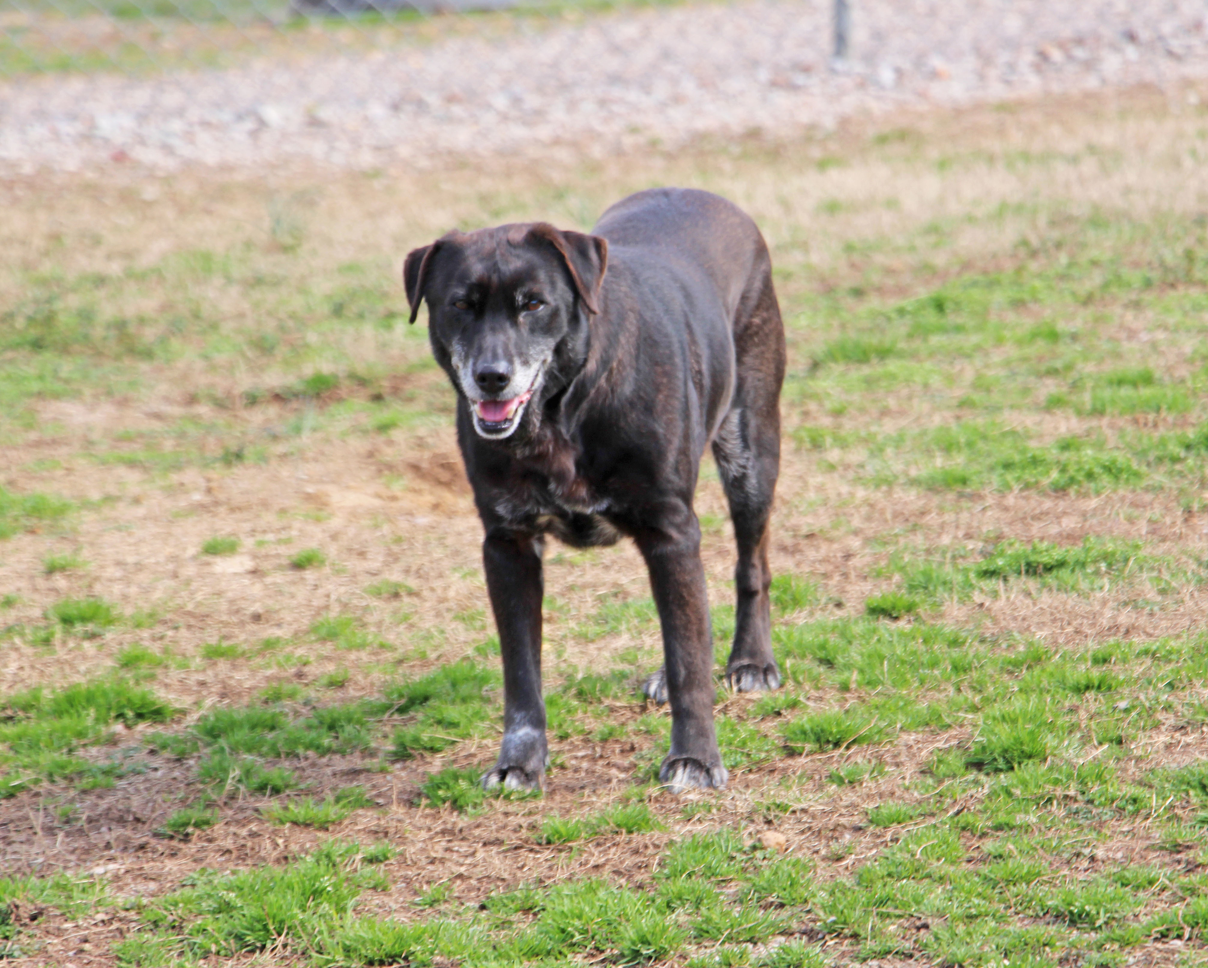 Amos, an adoptable Labrador Retriever, Terrier in Savannah, TN, 38372 | Photo Image 1