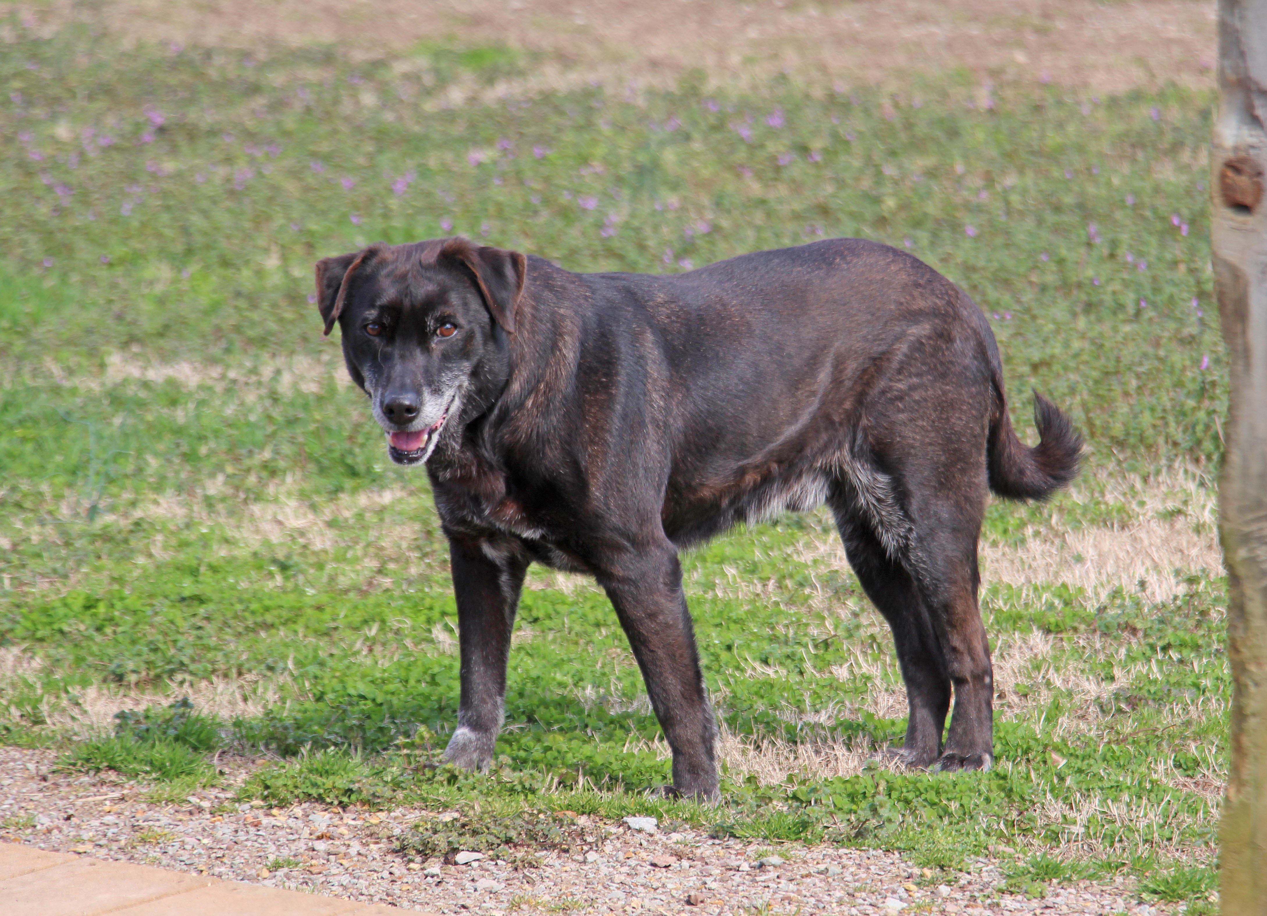 Amos, an adoptable Labrador Retriever, Terrier in Savannah, TN, 38372 | Photo Image 3