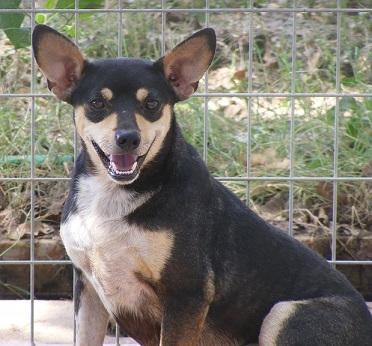 Jasmine, an adoptable Miniature Pinscher in Floresville, TX, 78114 | Photo Image 1