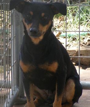 Speedy, an adoptable Miniature Pinscher in Floresville, TX, 78114 | Photo Image 1