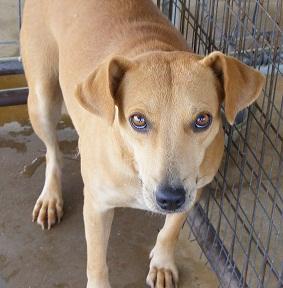 Camry, an adoptable Labrador Retriever in Floresville, TX, 78114 | Photo Image 1