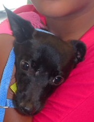 Xena, an adoptable Chihuahua in Honolulu, HI, 96826 | Photo Image 1