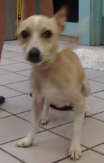 Kihei, an adoptable Terrier in Honolulu, HI, 96826 | Photo Image 1