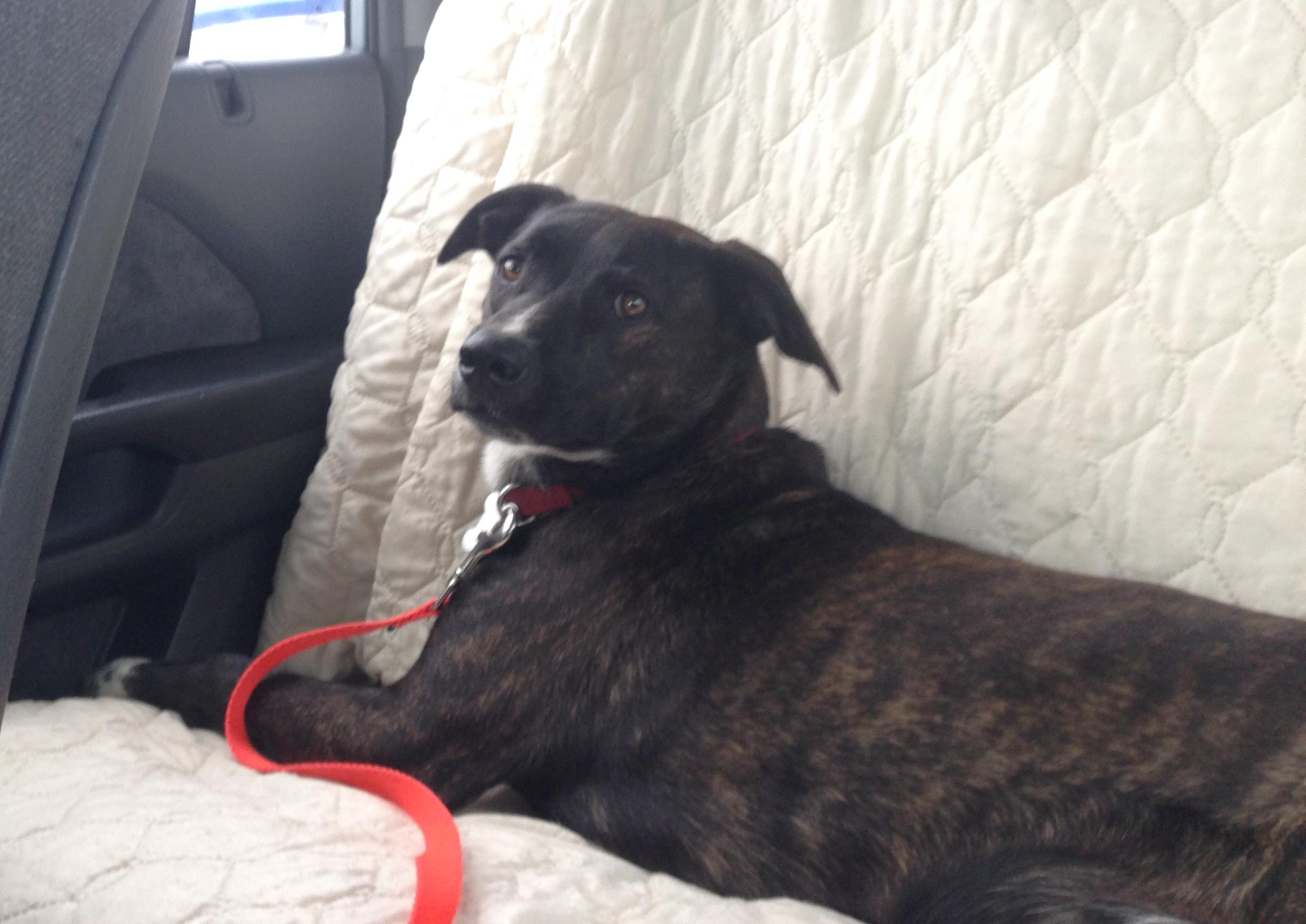 Benny, an adoptable Boston Terrier, Harrier in Warren, NJ, 07059 | Photo Image 2