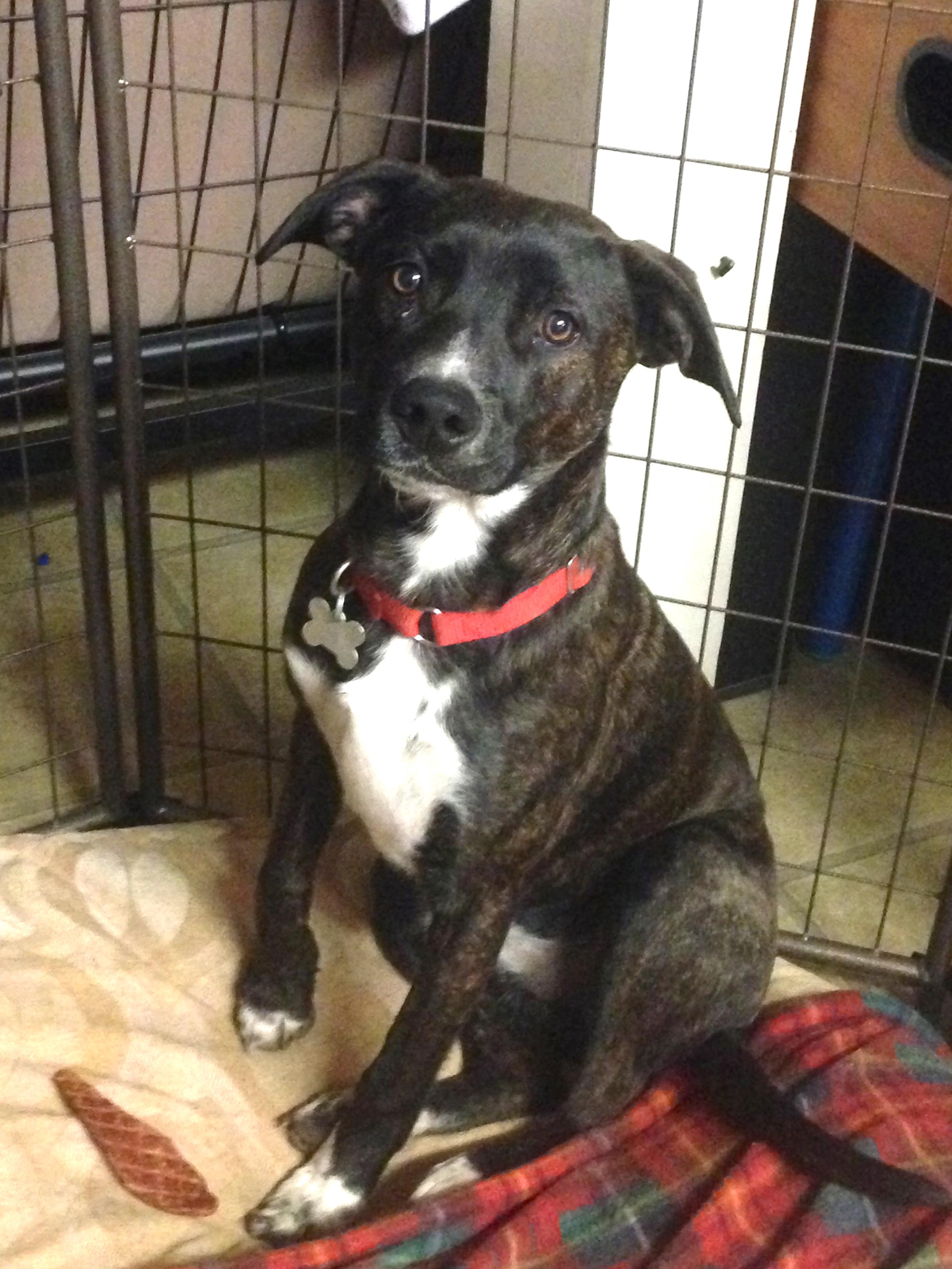 Benny, an adoptable Boston Terrier, Harrier in Warren, NJ, 07059 | Photo Image 1