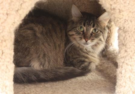 Fluffy **IN FOSTER CARE** 1