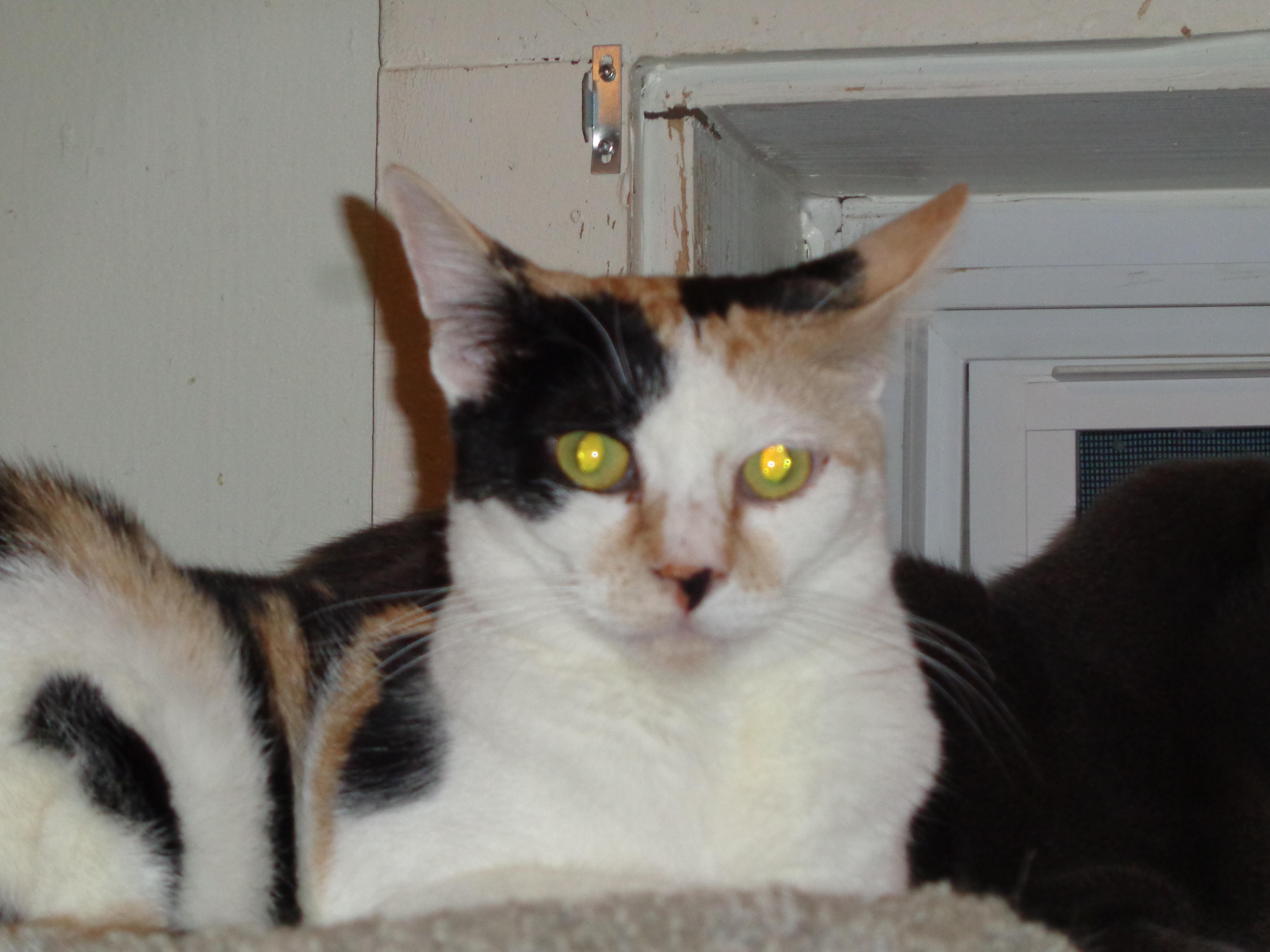 Daffodil, an adoptable Calico in Watsontown, PA, 17777 | Photo Image 1