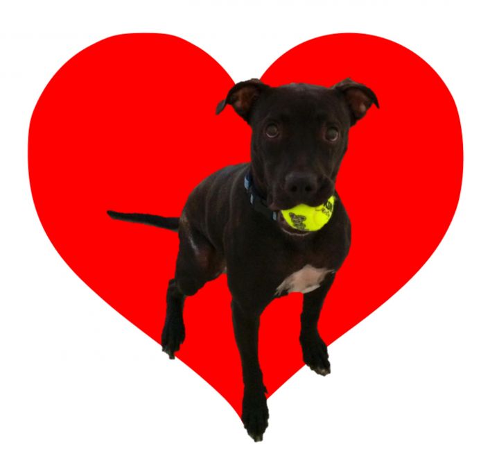 Mandy, an adopted Pit Bull Terrier Mix in Petaluma, CA_image-1
