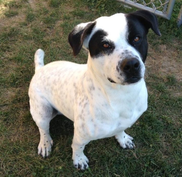 Chuck, an adopted American Staffordshire Terrier & Australian Cattle Dog / Blue Heeler Mix in Watertown, WI_image-1