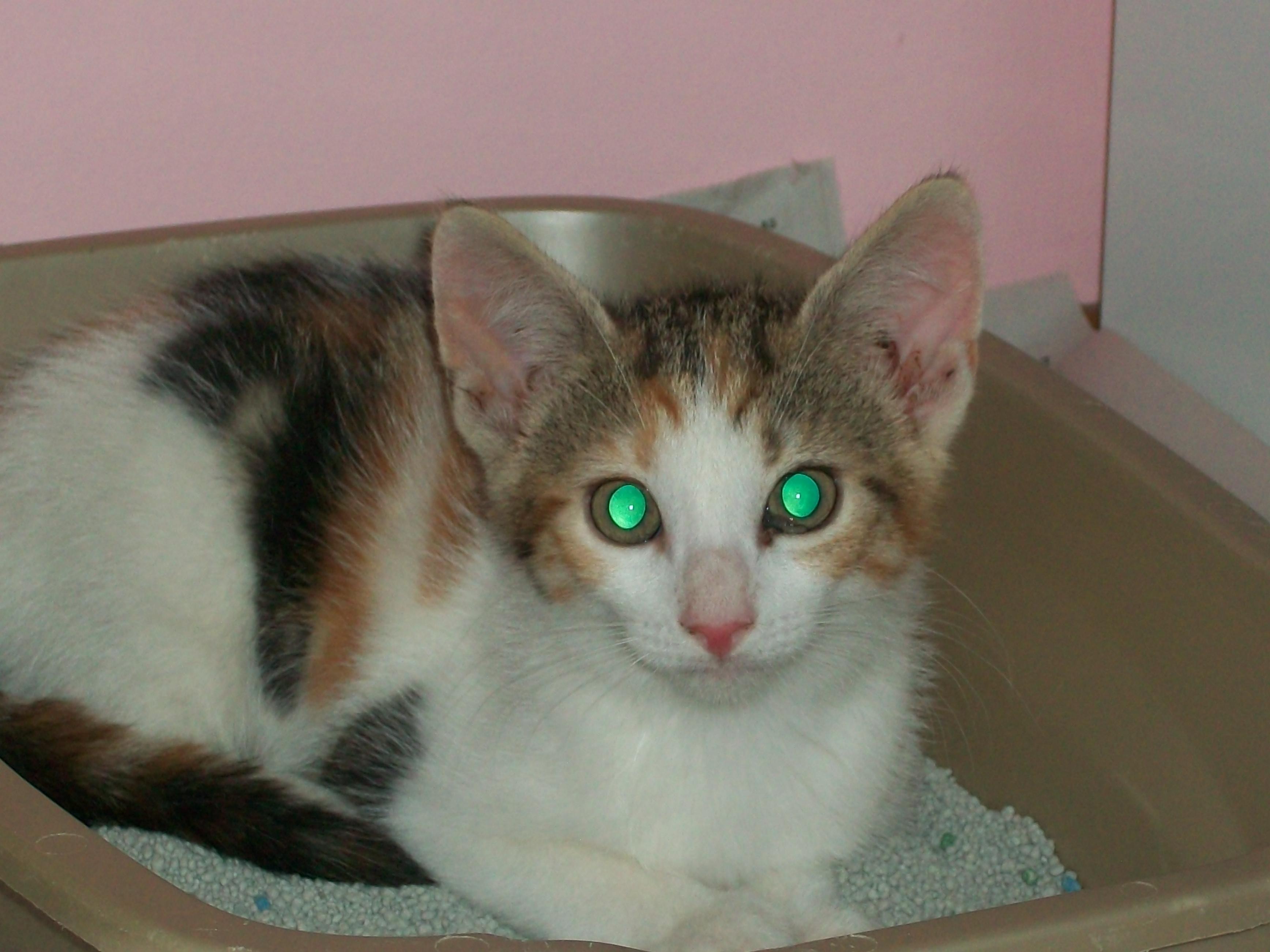 Shiraz, an adoptable Calico in Watsontown, PA, 17777 | Photo Image 1