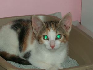 Shiraz, Adult Female unknown