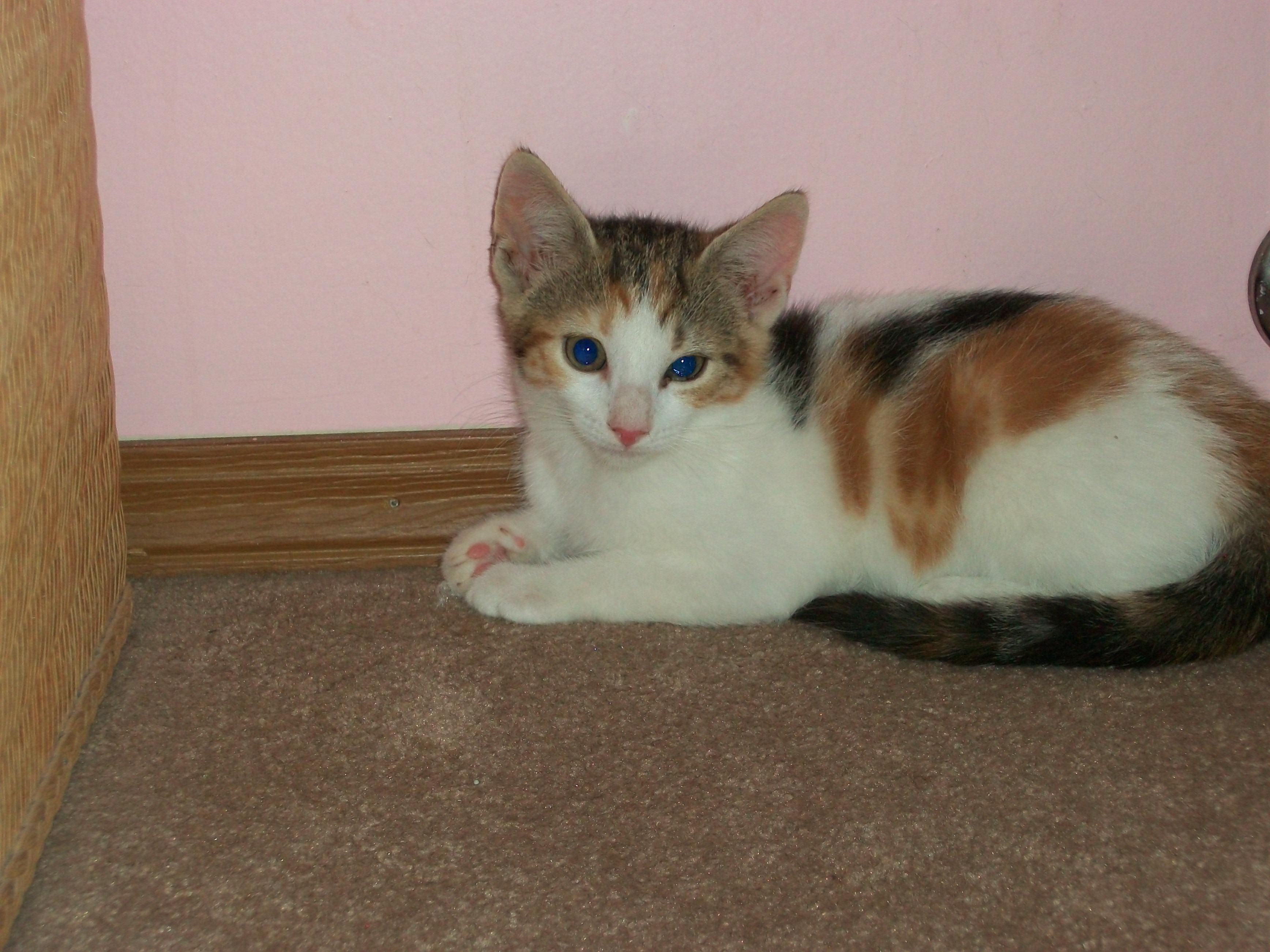 Shiraz, an adoptable Calico in Watsontown, PA, 17777 | Photo Image 2