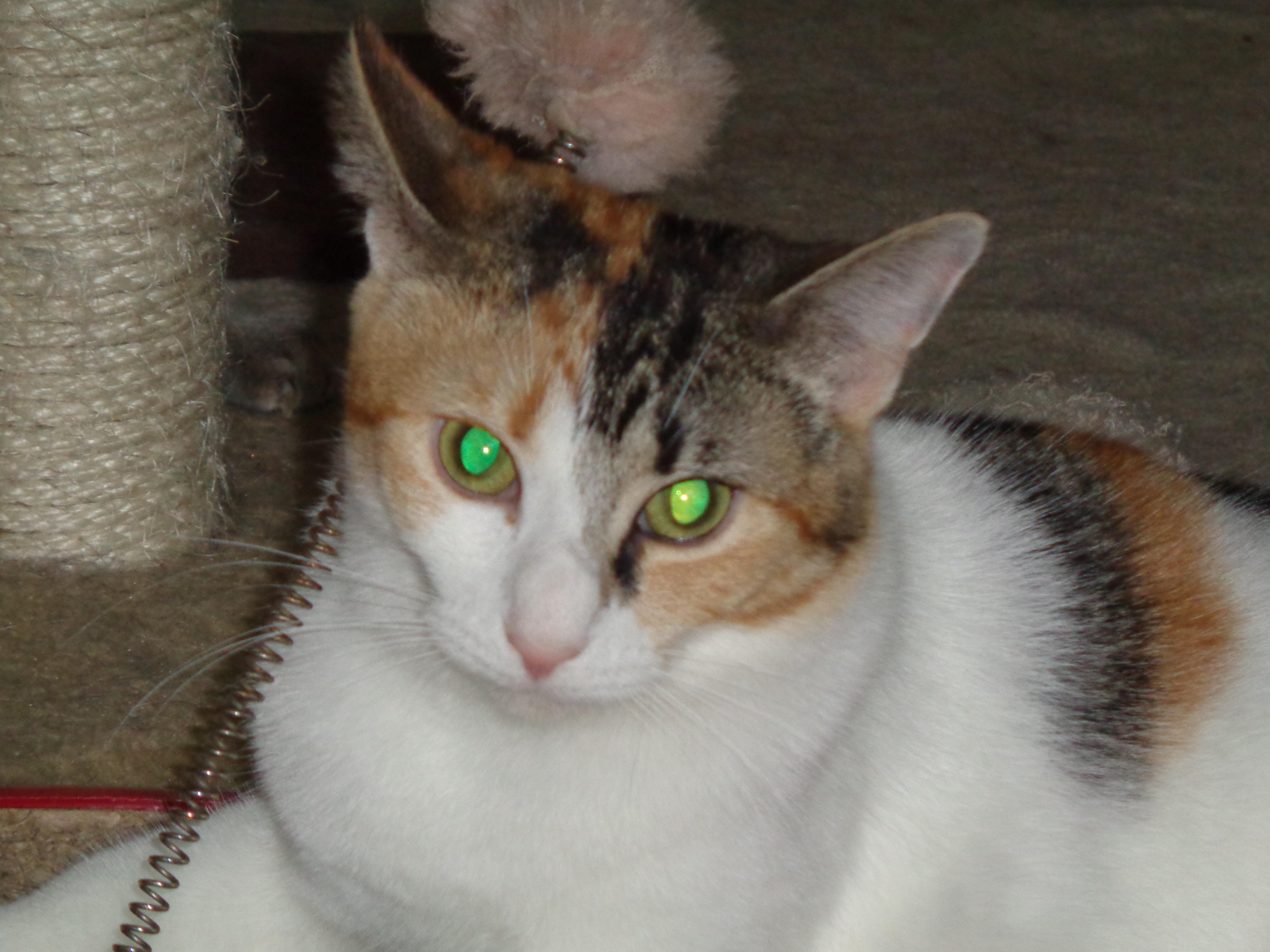 Champagne, an adoptable Calico in Watsontown, PA, 17777 | Photo Image 1