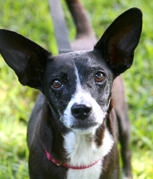 Blaque, an adoptable Terrier, Chihuahua in Honolulu, HI, 96826 | Photo Image 1