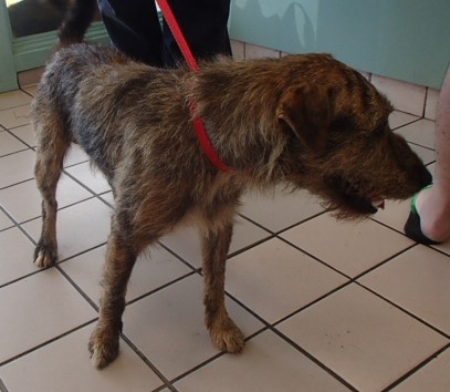 Hudson, an adoptable Terrier in Honolulu, HI, 96826 | Photo Image 1