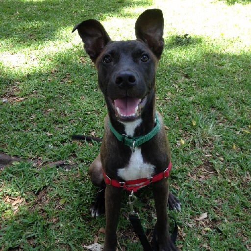 Reebo, an adoptable Hound in Honolulu, HI, 96826 | Photo Image 1