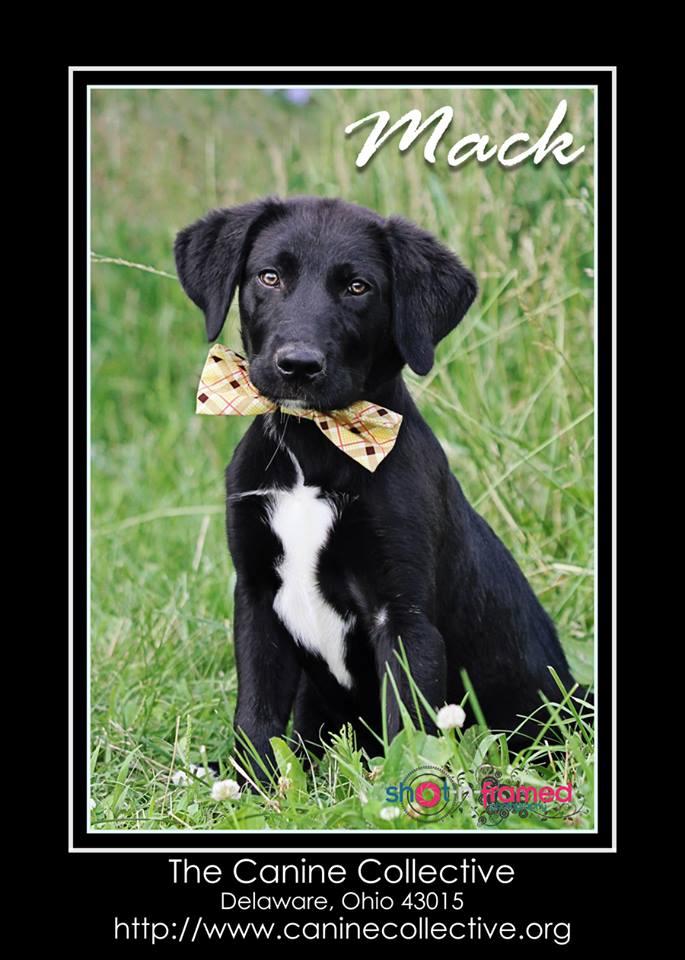 Mack 1