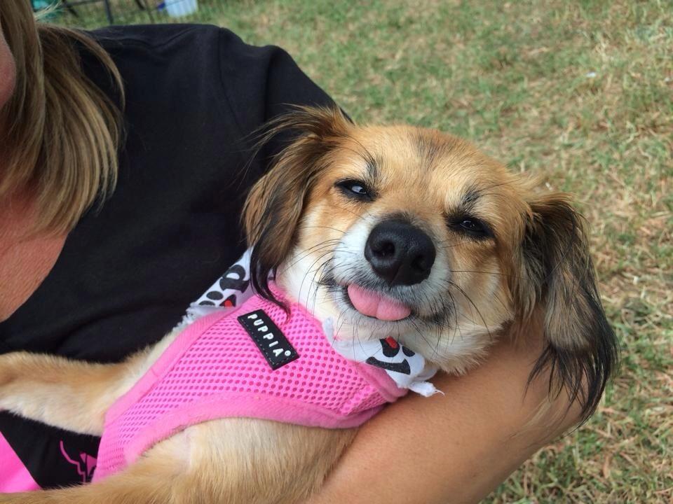 KodaCakes, an adoptable Dachshund in Los Angeles, CA, 90019 | Photo Image 1