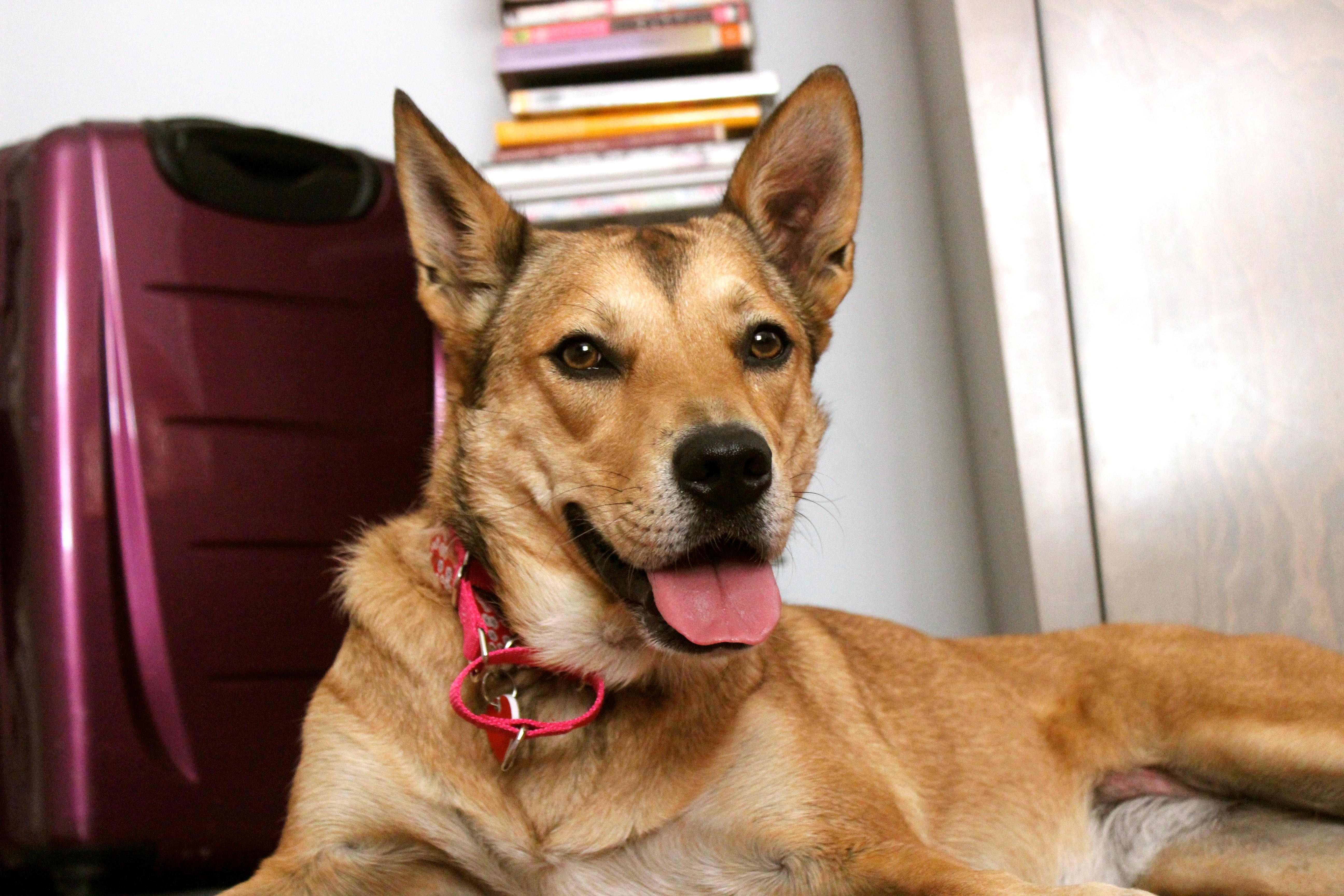Khaleesi, an adoptable German Shepherd Dog in Los Angeles, CA, 90019 | Photo Image 1