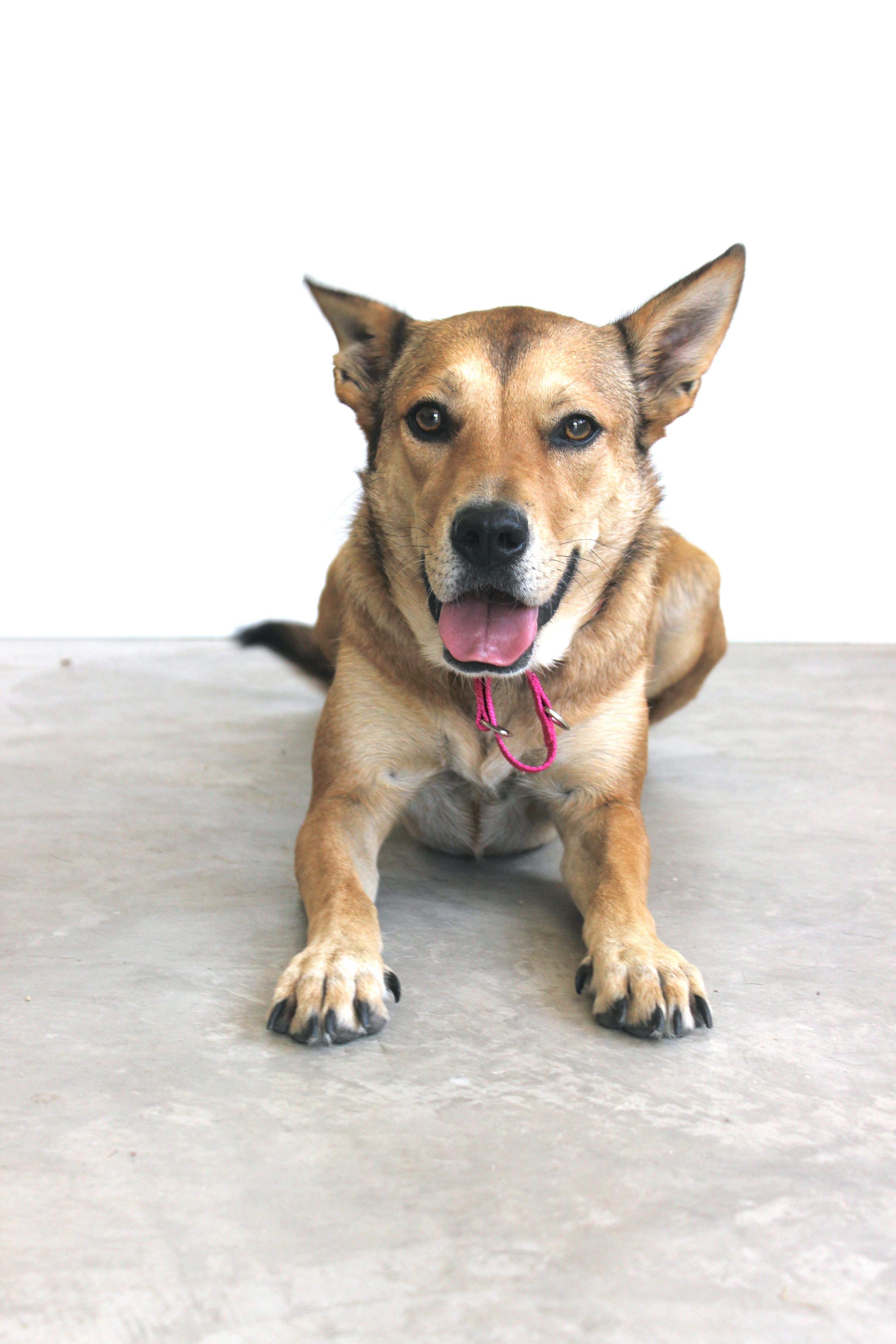 Khaleesi, an adoptable German Shepherd Dog in Los Angeles, CA, 90019 | Photo Image 2