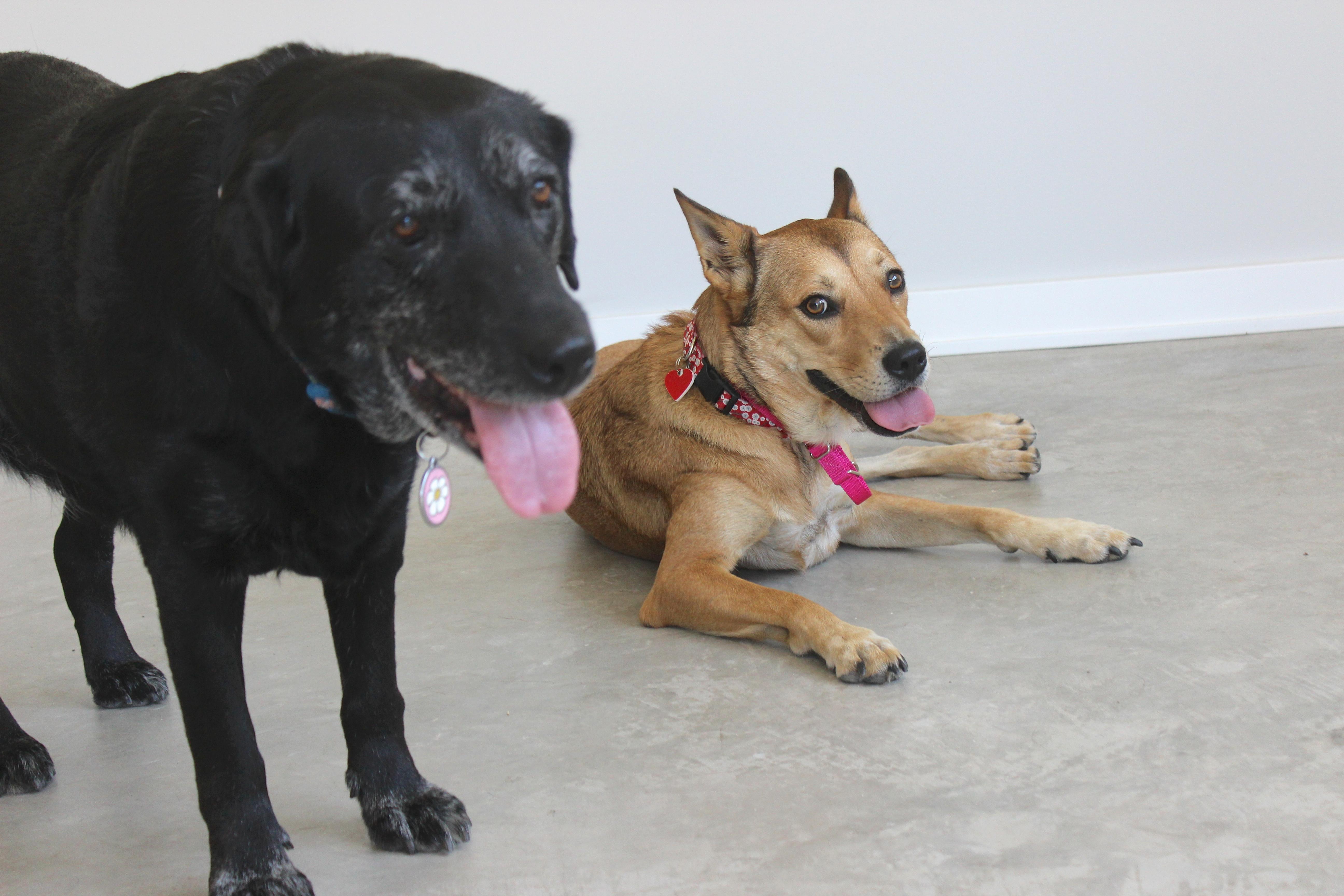 Khaleesi, an adoptable German Shepherd Dog in Los Angeles, CA, 90019 | Photo Image 3