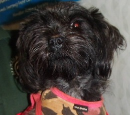 Styx, an adoptable Shih Tzu in Honolulu, HI, 96826 | Photo Image 1