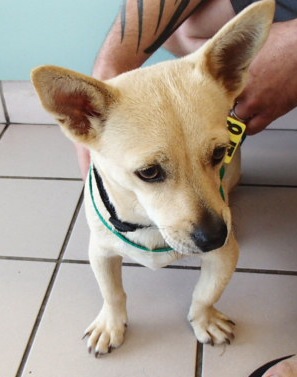 Foster, an adoptable Terrier in Honolulu, HI, 96826 | Photo Image 1