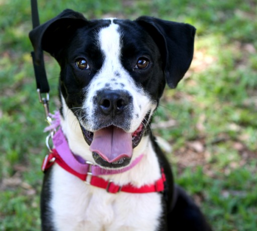 Skunk, an adoptable Terrier in Honolulu, HI, 96826 | Photo Image 1