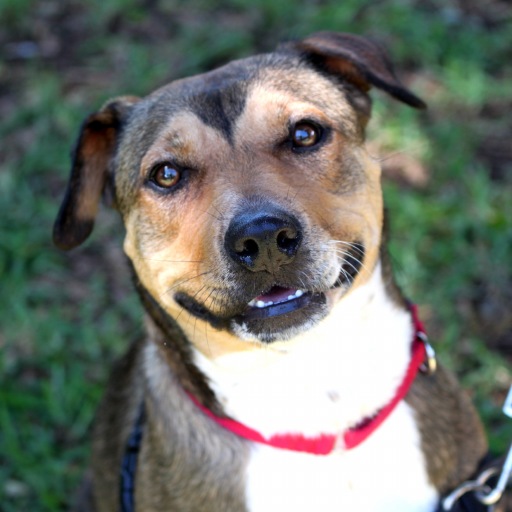 Haley, an adoptable German Shepherd Dog in Honolulu, HI, 96826 | Photo Image 1