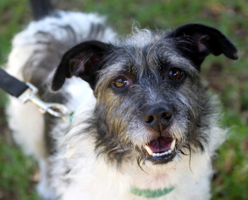 Sparky, an adoptable Terrier in Honolulu, HI, 96826 | Photo Image 1