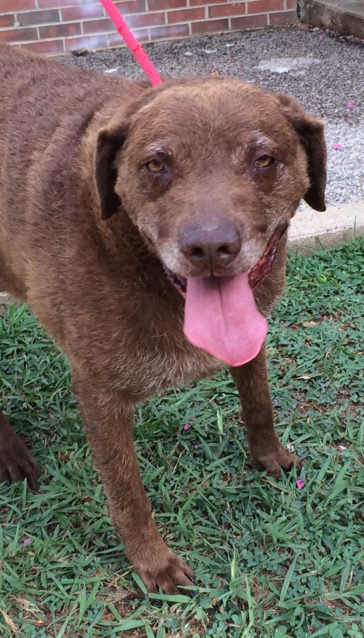 #2962 Fitch, an adopted Chesapeake Bay Retriever in Germantown, TN_image-1