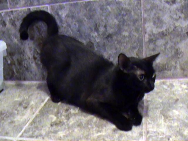 Heather - Barn Cat, an adoptable Domestic Short Hair, Siamese in Frankston, TX, 75763 | Photo Image 2