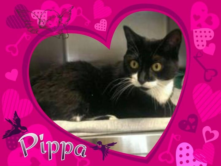 Pippa - Adopted! 2